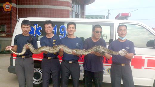   緬甸蟒入侵雞舍，烈嶼消防分隊獲報立即帶著捕蛇工具火速趕往現場，將捕捉的蟒蛇帶回分隊。（烈嶼消防分隊提供）