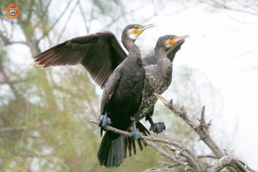 鸕鶿正式飛抵金門，位於慈湖旁的木麻黃可以發現零星的鸕鶿停棲枝上，另外還有鸕鶿潛入湖中悠游覓食。（董森堡攝）