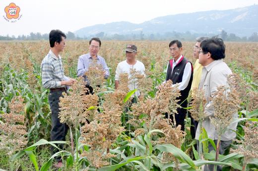 翁自保（左二）昨前往金沙，實地了解試種兩糯一號高粱之育成情況。
（許峻魁攝）