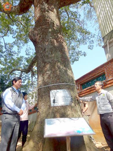 縣府會勘總兵署設施及百年木棉，後續將由林務所、文化局及觀光處做改善及保護。（陳麗妤攝）
