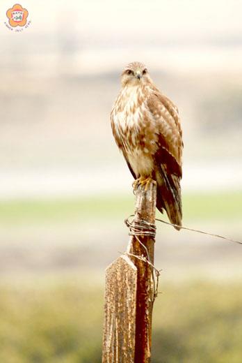 軌條砦上的哨兵鵟是農友滅鼠好幫手