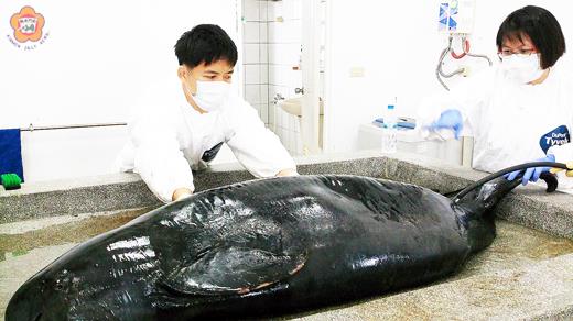   狗嶼灣遭魚網纏繞死亡的1對江豚，昨由國立自然科學博物館專家抵金進行解剖現況。（建設處提供）　
