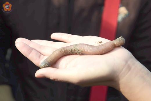 貌不驚人的沙蟲其內臟萃取物一公克可賣數萬美元。（董森堡攝）