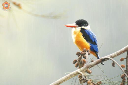  昨日金門地區風雨不絕，但小乖仍舊出現在金沙溪口。（董森堡攝）