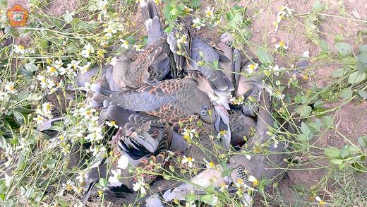 金沙斗門溪附近農地，日前發生鳥類死亡情形。
（翻攝自網路）