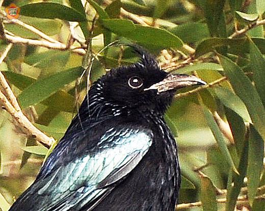 髮冠捲尾因其頭上有一撮細長飾羽而得名。（董森堡攝） 