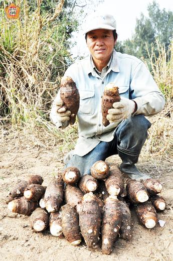 成功村李家父子所種出的檳榔心芋頭大豐收，香、鬆、Q，入口即化。（翁碧蓮攝）