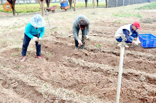   農試所一條根採收，相當耗費時間與人力。（許峻魁攝）