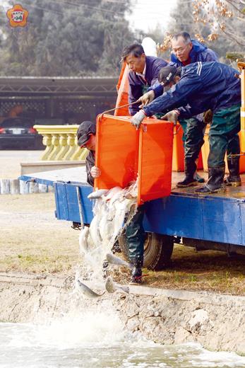   水試所所長柯逢樟昨親自督軍，進行垂釣活動魚群移置作業。（董森堡攝）
