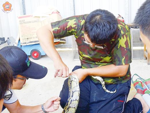   國立臺灣師範大學生命科學系副教授林思民（右圖）接受金門縣政府委託，進行「金門地區亞洲蟒食物資源與棲地利用計畫」調查與研究。（照片由金門縣政府建設處提供）