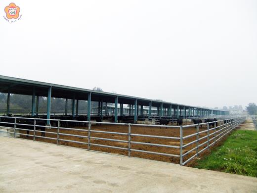 金門縣政府推動養牛計畫,特別為此建設先進之養牛專區及牧場。
(畜試所提供)