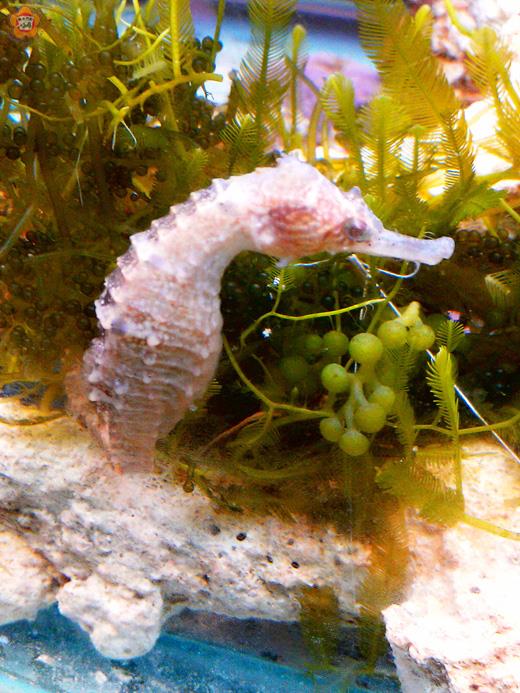 別引進海馬展出。（金門水試所提供） 