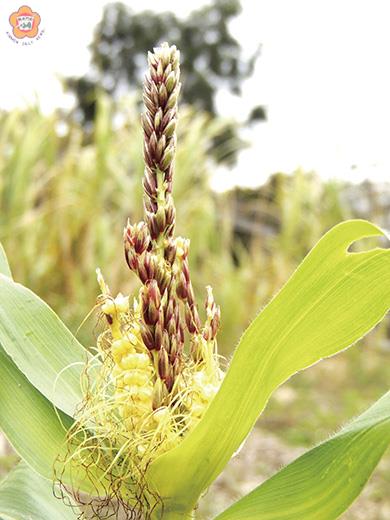   金沙青嶼，有民眾種出雌雄同體的特殊玉米。（民眾提供）