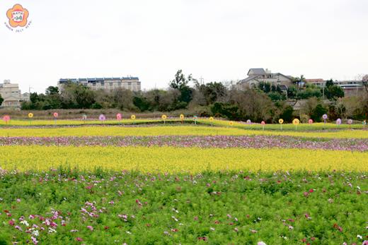   慈湖路花海盛開中，歡迎民眾踏青欣賞。（林務所提供）