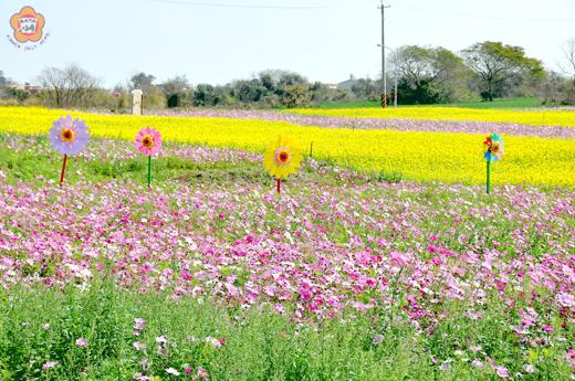 花海迎春美不勝收
  李增汪／圖文