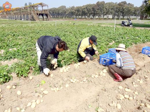 金門冬季作物－馬鈴薯大豐收，圖為農試所採收情形。（農試所提供）