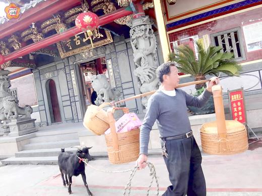 泉州信眾牽羊祈祥
張建騰/圖文