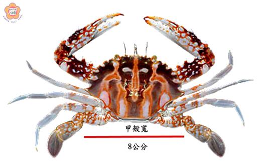   鏽斑蟳，俗稱花蟹。（建設處提供）