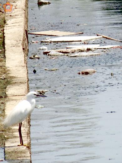 白鷺鷥笑我們髒
  張建騰／圖文
