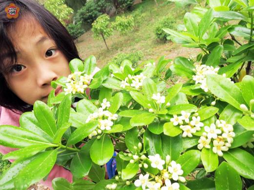 海桐盛開花香伴書香
　圖文／張建騰