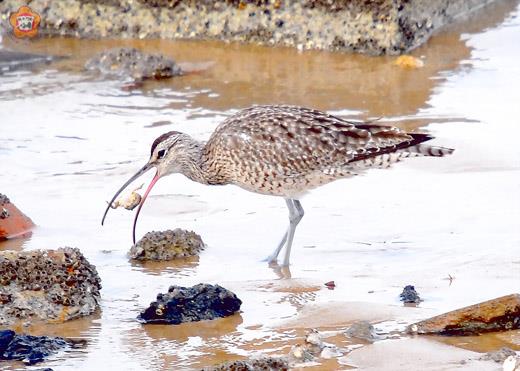 中杓鷸大啖螃蟹
  董森堡／圖文
