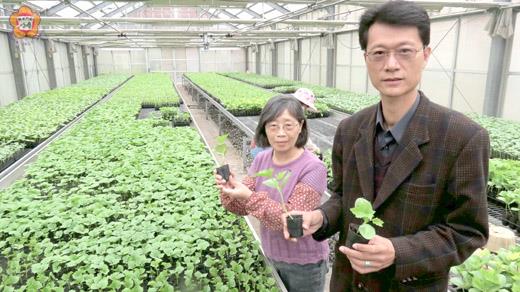 李廣榮（右一）表示，瓜果類穴盤苗已開始發放！為滿足農友需求，班長王毓霜（右二）與班員必須分批培育十五萬株青苗。（張建騰攝）