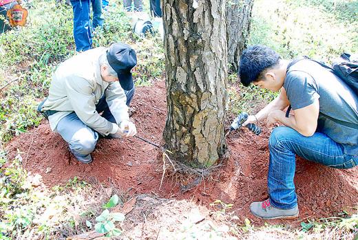中山紀念林區的黑松、濕地松感染線蟲病，台大植物病理與微生物系教授曾顯雄與助理團隊來金進行生物防治。
（許加泰攝）