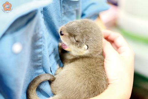從金門國家公園緊急護送到臺北市立動物園的2隻歐亞水獺寶寶，目前狀況良好，吃飽拍拍背。（金管處提供）