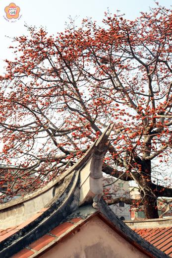 位於清金門鎮總兵署內的木棉花開出火紅花朵，與古厝燕尾相襯、格外動人；木棉花墜落在屋頂上形成落英繽紛景象。（董森堡攝）