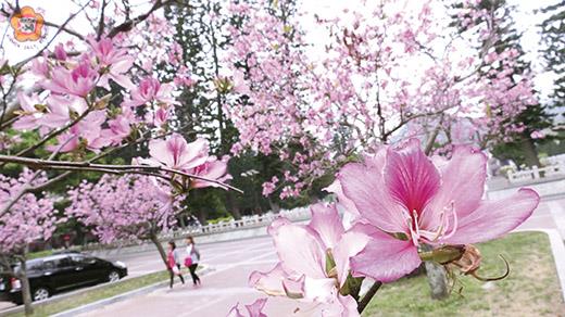 花花世界得意洋洋
張建騰/圖文