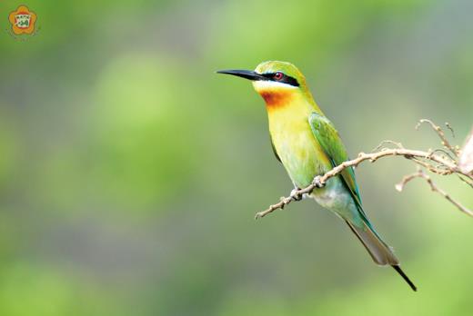   上、時序轉入四、五月份的初夏，栗喉蜂虎的蹤影也開始出現在全島的海灘、農地間；下、栗喉蜂虎擅於空中獵捕蜜蜂、蝴蝶等昆蟲，展現高超的飛行技巧。（董森堡攝）