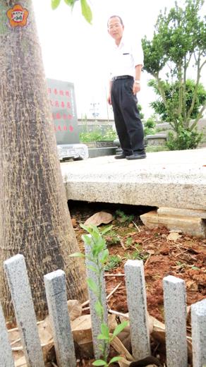 「盤龍橘」是中國大陸的國寶，「萬安堂」宗教園區的「三忠公園」也有一株！（張建騰攝）