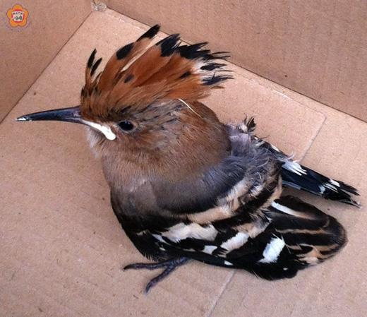   戴勝古名「鶝」、「鵖鴔」、「戴鵀」；在金門有「墓壙鳥」之稱；如今有人稱牠為「祖厝鳥」；牠也是金門觀光公車的吉祥鳥—「Mr. Bird」（鳥先生）。圖為獲蔡顯群救助的戴勝。（張建騰翻攝） 