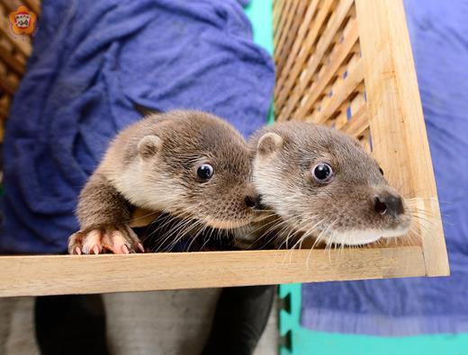 金門寶貝水獺小兄弟命名活動開跑！要叫什麼名字，等你一起來發揮創意。（金管處提供）