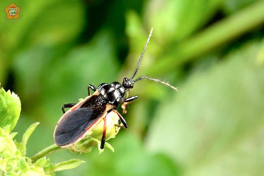 黑光獵椿象(Ectrychotes andreae)，身長約12mm上下，屬於半翅目／獵椿科的肉食性昆蟲，會用尖長口器捕食其他弱小的蝶蛾類幼蟲。（林務所提供）