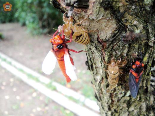 黑翅蟬脫殼羽化後，顏色相當鮮豔美麗。（林務所提供）