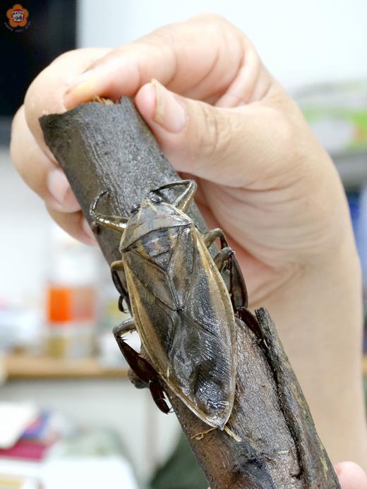 號稱水中霸王的水生昆蟲—田鱉。
(金門縣政府建設處提供)