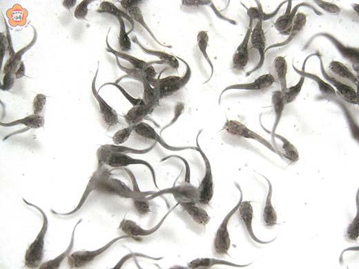 繁殖有成 農工供應塘虱魚苗