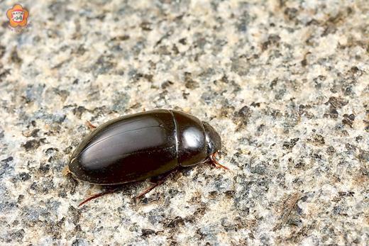   林務所委託之生物調查，日前發現第四種新紀錄昆蟲─短突姬牙蟲。（林務所提供）