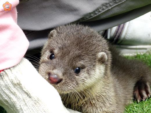   金沙某產業道路日前發現水獺幼獸，經送台北，目前情況良好。（建設處提供） 