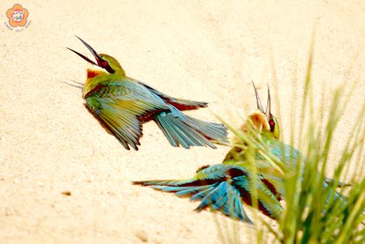 夏日精靈熱愛沙浴
  董森堡／圖文
