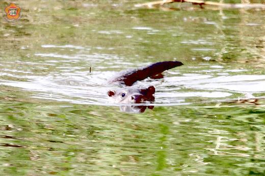 王姓民眾在地區的野塘裡拍到水獺嬉遊的珍貴畫面。（照片由王姓民眾提供）