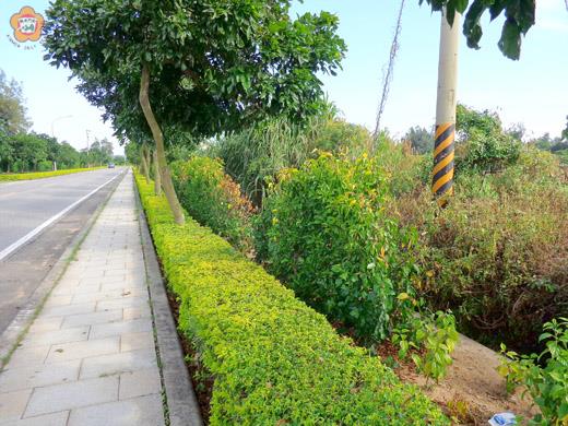 位於頂林路的綠籬因農友誤噴除草劑而發黃枯萎。（林務所提供）