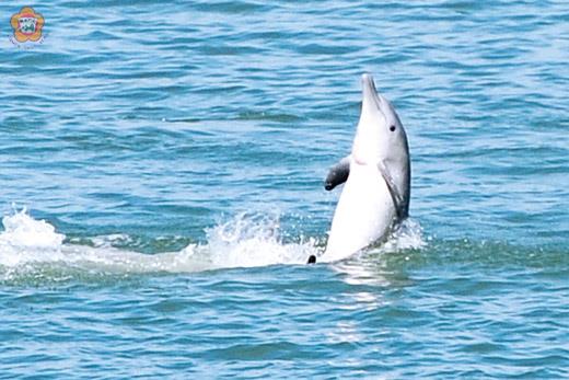   中華白海豚昨日現身水頭商港南、北堤及浯江溪口外海，小海豚躍出水面的模樣極為可愛動人。（董森堡攝）