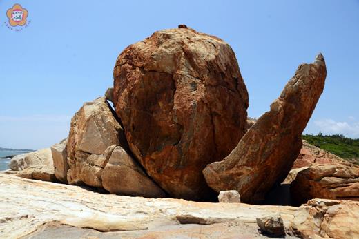 寒舍花奇石  
長在山后海邊礁岩的寒舍花奇石僅剩一片花瓣，從海邊的另一角度觀察寒舍花，隱約可見花苞及花瓣的輪廓。（董森堡攝） 
