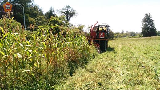   畜試所進行「芻料之王」青割玉米採收工作。（畜試所提供）