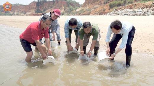 縣政府推動鱟復育保育工作不遺餘力，圖為鱟放流。（縣府建設處提供）