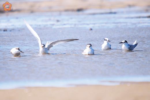 熱翻了！小燕鷗泡水樂