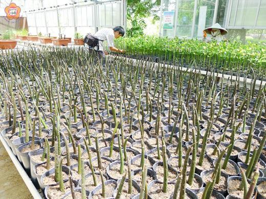 為增加金門地區紅樹林生態多樣性,林務所與屏東科技大學合作進行金門紅樹林試驗計劃,日前完成紅海欖胎生苗及欖李種子之人工育苗工作。(照片由林務所提供)