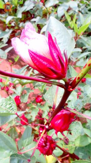 「洛神花」（張建騰攝）